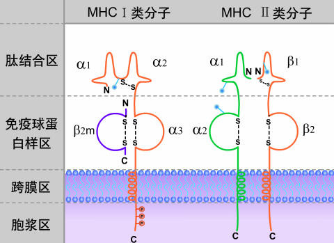ayxsport-hlab27阳性一定是强直性脊柱炎吗